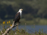 african fish eagle