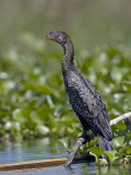 long tailed cormorant