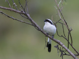grey-backed fiscal