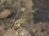 yellow-throated longclaw