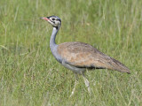 white-bellied bustard