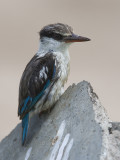 striped kingfisher