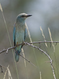abyssinian roller