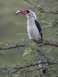 von der Deckens hornbill