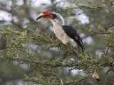 von der Deckens hornbill