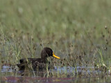 yellow-billed duck