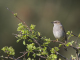 dunnock (Prunella modularis)