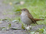 common nightingale <br> nachtegaal <br> Luscinia megarhynchos