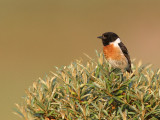 common stonechat  (Saxicola torquata)