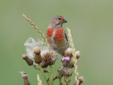 linnet