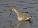 spotted redshank