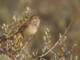 common nightingale <br> nachtegaal <br> Luscinia megarhynchos