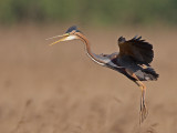 purple heron <br> purperreiger <br> Ardea purpurea