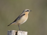 northern wheatear