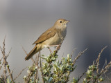 common nightingale <br> nachtegaal <br> Luscinia megarhynchos