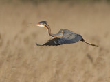 purple heron