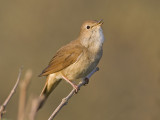 common nightingale <br> nachtegaal <br> Luscinia megarhynchos