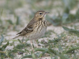 tree pipit (Anthus trivialis)