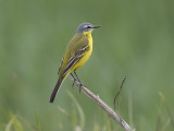 yellow wagtail