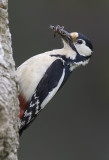 great spotted woodpecker