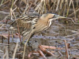 great bittern (Botaurus stellarus)