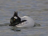 commom goldeneye
