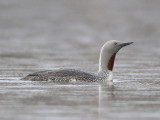 red-throated diver