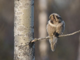 hawk owl