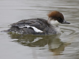 smew