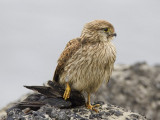 kestrel