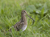 common snipe