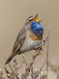 bluethroat (Luscinia svevica)