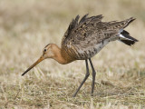 black-tailed godwit (Limosa limosa)