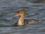 red-breasted merganser