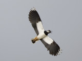 northern lapwing
