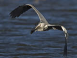 grey heron