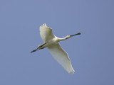 eurasian spoonbill (Platalea leucorodia)