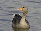 greylag goose