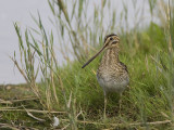 common snipe