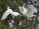 eurasian spoonbill