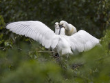 eurasian spoonbill