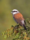 red-backed shrike