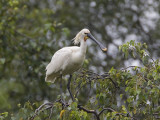 eurasian spoonbill