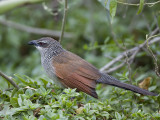 white-browed cougal