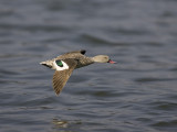 cape teal