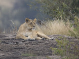 lion