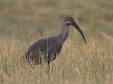 hadada ibis