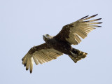 brown snake-eagle