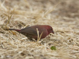red-billed firefinch