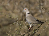 african mourning dove